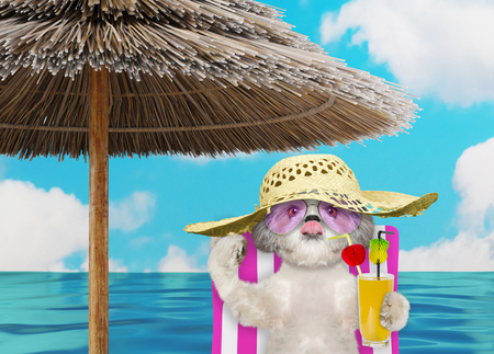 Cute shitzu dog resting and relaxing on the beach chair under umbrella with juice at the beach ocean shore, on summer vacation holidays. 3d renderの写真素材