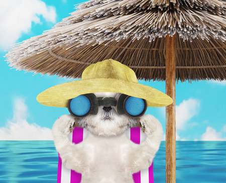Shitzu dog sunbathing on a beach chair and looking through binoculars. 3d renderの写真素材