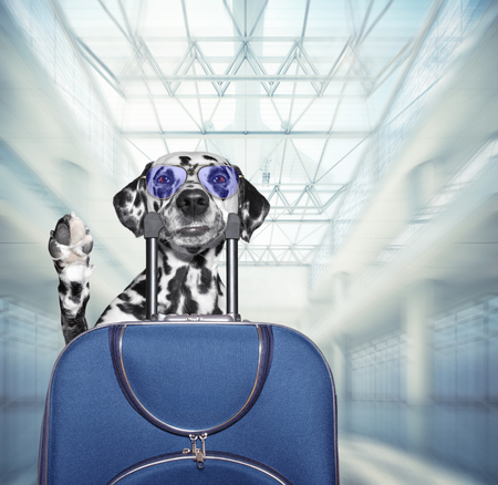 Dalmatian dog waits at the airport with blue suitcase. 3d renderの写真素材