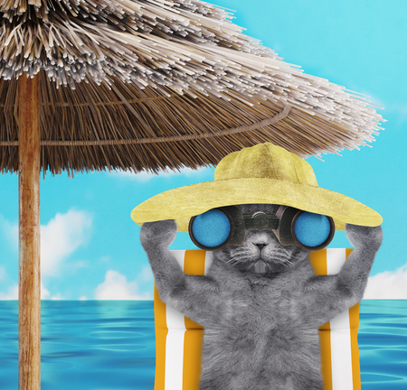 Cute cat sunbathing on a beach chair and looking through binoculars. 3d renderの写真素材