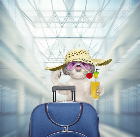 Shitzu dog waits at the airport with blue suitcaseの写真素材
