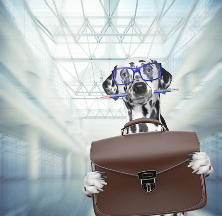 Dalmatian dog waits at the airport with brown suitcaseの写真素材