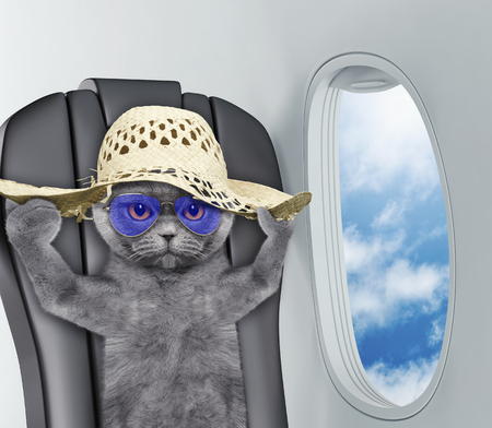 Cute cat in hat on board of airplainの写真素材