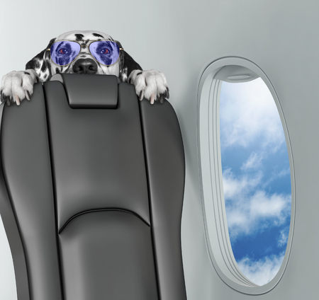Dalmatian dog on board of airplain looking with horror.の写真素材
