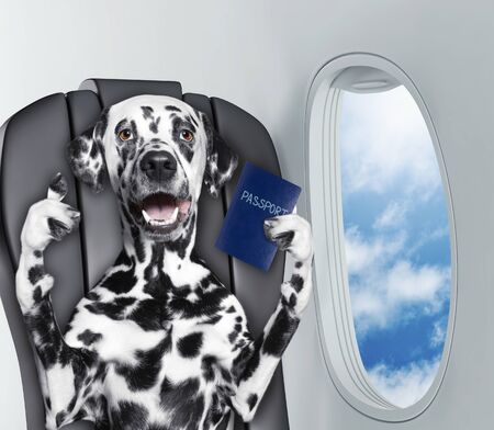 Dalmatian dog on board of airplain with passportの写真素材