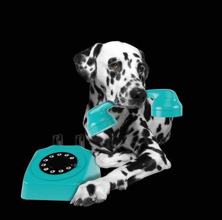 Portrait of dalmatian dog holding a blue telephone in mouthの写真素材