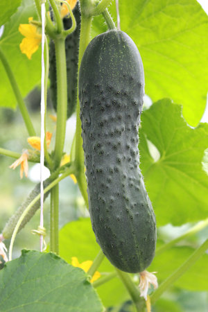 Close-up green cucumber growing in the greenhouse. Concept of organic food and vegetarian.の写真素材