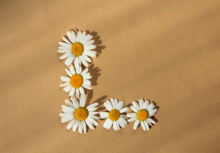 The letter L made of daisy flowers on beige backgroundの写真素材