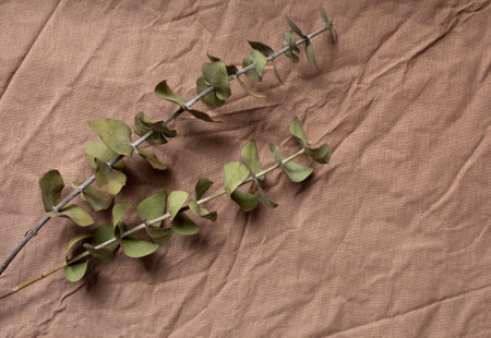 Flat lay of two dry eucalyptus branches lying on the left on a crumpled textile background of color. Copy space for textの写真素材