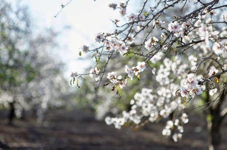 almond tree blossomed in springの写真素材