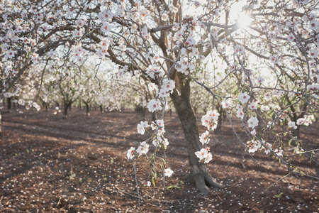 almond tree blossomed in springの写真素材