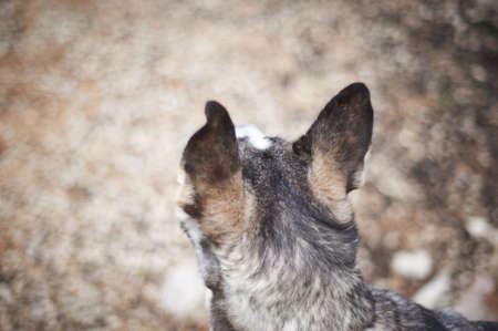 Cute husky walks in the parkの写真素材