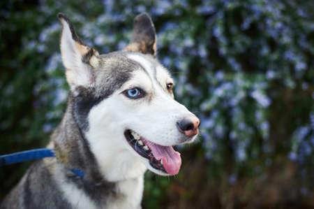 Cute husky walks in the parkの写真素材