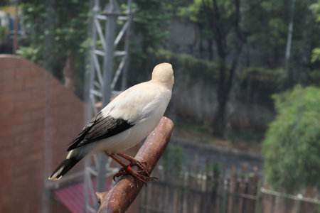 The Bali myna (Leucopsar rothschildi), also known as Bali starling, or Bali mynah, locally known as jalak Bali. The bird is so beautifulの写真素材
