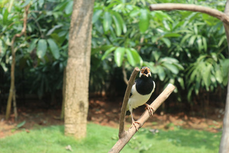 The Bali myna (Leucopsar rothschildi), also known as Bali starling, or Bali mynah, locally known as jalak Bali. The bird is so beautifulの写真素材