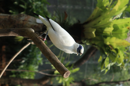 The Bali myna (Leucopsar rothschildi), also known as Bali starling, or Bali mynah, locally known as jalak Bali. The bird is so beautifulの写真素材