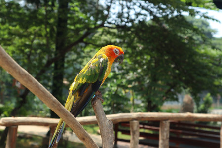 The sun parakeet is a colorful small parrot with a yellow head, green and blue wingsの写真素材