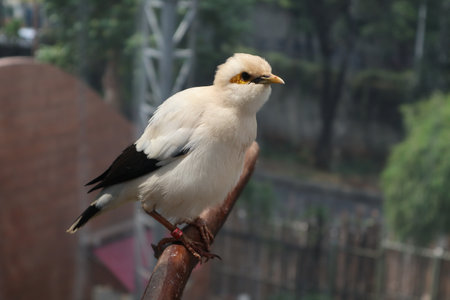 The Bali myna (Leucopsar rothschildi), also known as Bali starling, or Bali mynah, locally known as jalak Bali. The bird is so beautifulの写真素材