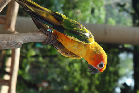 The sun parakeet is a colorful small parrot with a yellow head, green and blue wings