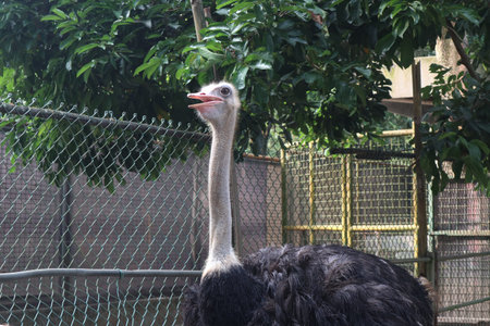 Ostrich in the zoo of Thailand. (Struthio camelus)