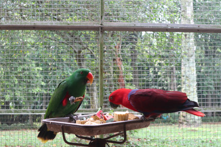 Two parrots are eating in the cageの写真素材