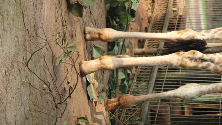 Giraffe in the zoo, close up of giraffe.の写真素材