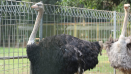 Ostrich in the paddock. Ostrich in the paddock.