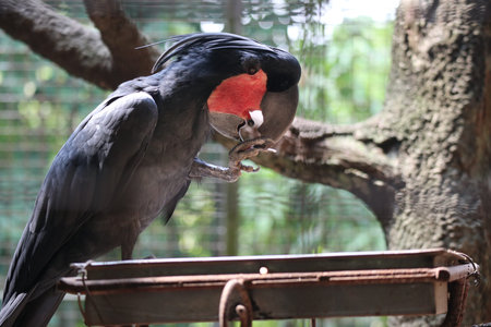 Black Cockatoo (Cacatua hortensis)