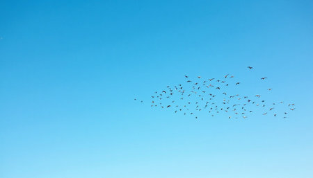 A large flock of birds, in various sizes and shapes, is shown flying in a loose formation against a vibrant, clear, light blue sky.の素材