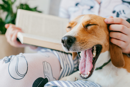 The girl in pajamas is reading a book at home with a beagle puppy dog. Beagle is on girl's kneesの写真素材