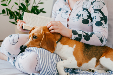 The girl in pajamas is reading a book at home with a beagle puppy dog. Beagle is on girl's kneesの写真素材