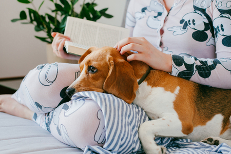 The girl in pajamas is reading a book at home with a beagle puppy dog. Beagle is on girl's kneesの写真素材
