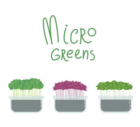Microgreens box.Different kind of superfood.Growing superfood at home for yourself.Home farming.Healthy food.Vector cartoon illustration in flat style isolated on a white background.のイラスト素材