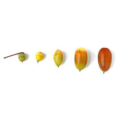 Ordered acorns flat lay, minimalistic nature photo for blog, autumn concept of growthの写真素材