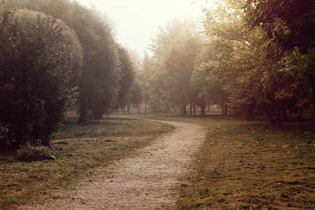 Walking path in a misty park, autumn trees in fog, loneliness conceptの写真素材