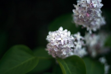 Flower Lilac close up on blurred dark backgroundの写真素材