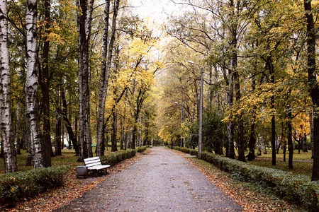 Alley in park in rainy autumn dayの写真素材