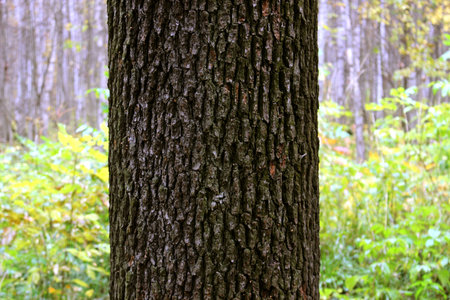 Tree dark trunk on green blurred background