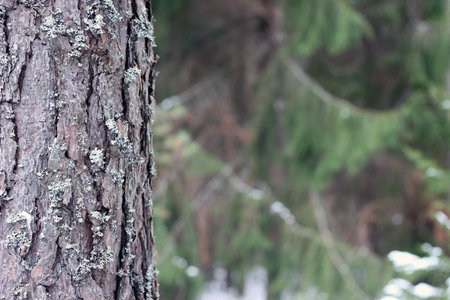 Fir Tree trunk with lichen on green blurred background, winter seasonの写真素材
