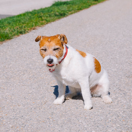 A small Jack Russell Terrier dog walking with his owner in a city alley. Outdoor pets, healthy living and lifestyleの写真素材