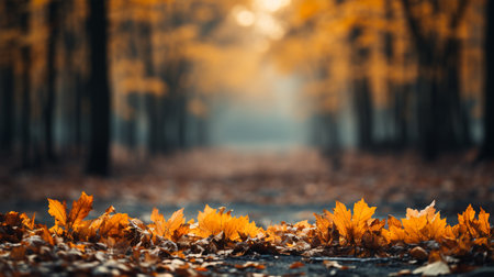 Photo of beautiful autumn forest landscape with autumn yellow leaves leaves, change of season, concept of sadness and depressionの素材
