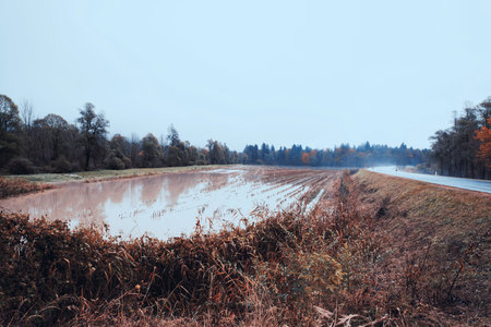 Autumnal field with wet harvested crops and foggy morning beside rural road, nature landscape...