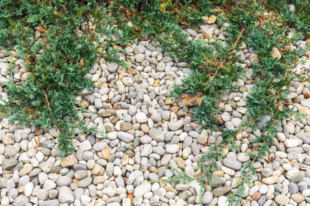 Groundcover shrubs arranged on a rocky terrain, showcasing greenery and stones in an outdoor nature setting, rock garden landscape conceptの写真素材