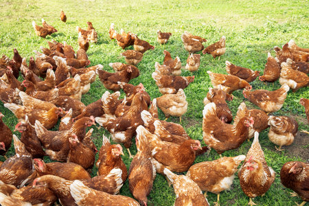 Free range chickens grazing on green grass, healthy poultry farming, organic livestock, sustainable agriculture, animal welfare, natural habitat conceptの写真素材