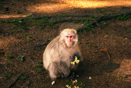 Monkey in forest, sitting on ground, eating bananas, nature scene, wildlife photography concept
