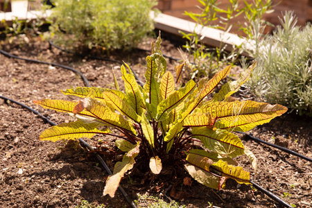 Detailed shot of vibrant garden plant, fresh leaves on a sunny day, gardening concept