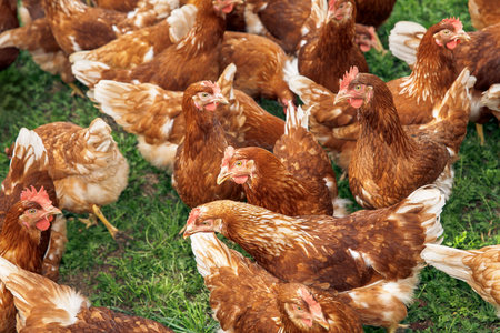 Free range brown chickens in outdoor area, feathers, group, farm birds, organic living, rural, agriculture life, poultry conceptの写真素材