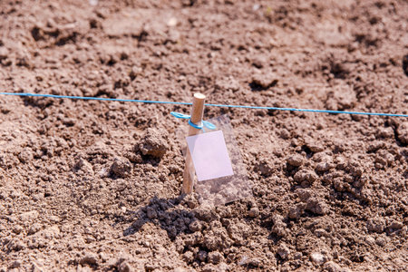 Seedbed prepared for planting with label and string line, soil is ready for crops, gardening conceptの写真素材