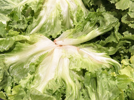 Fresh green leafy lettuce up close in vibrant natural light.の写真素材