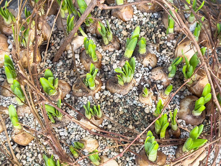 Spring bulb growth emerging through pebbles with green shoots.